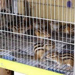 How to Start a Pet Shop