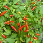 How to Use Cayenne Pepper for Arthritis Pain