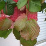 How to Build a Strawberry Planter