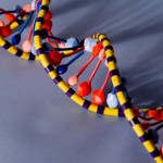 How to Make a DNA Model at Home